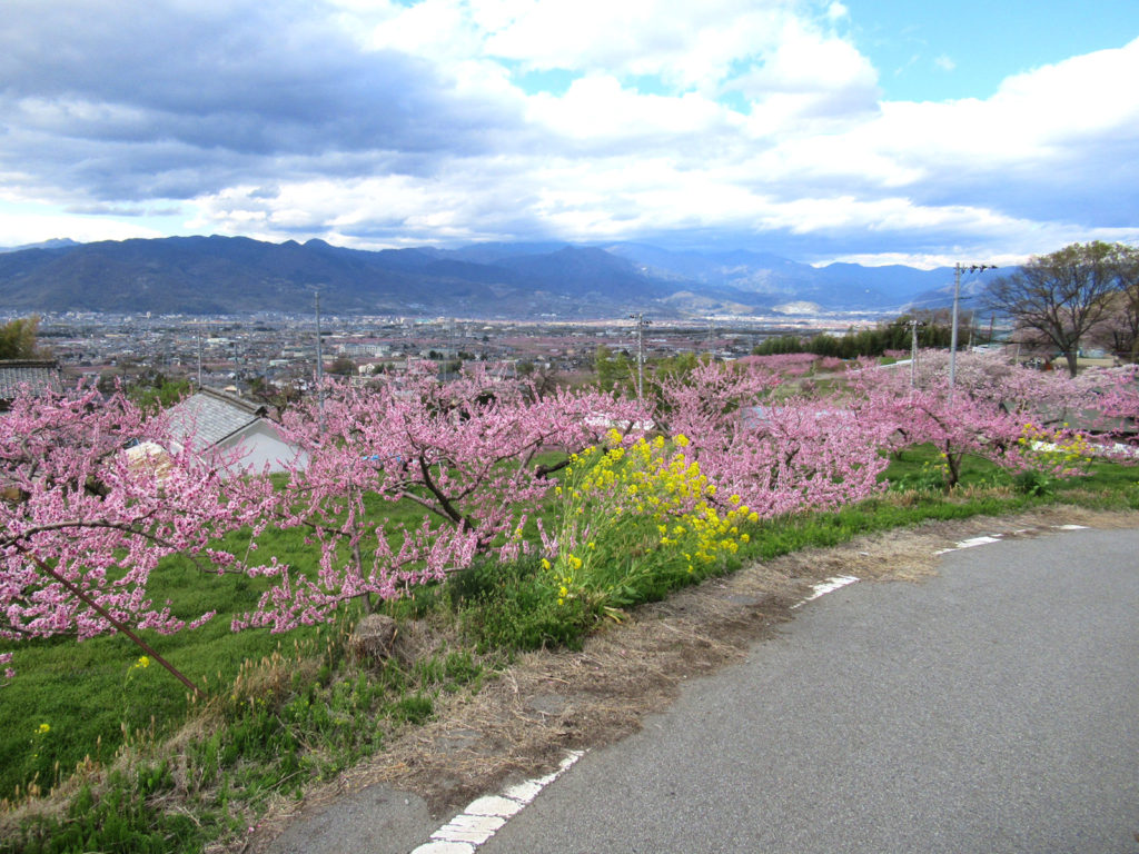 山梨の春 お花見ドライブスポット